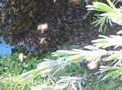 abeilles veulent signez pétition
