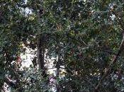 Crinodendron patagua