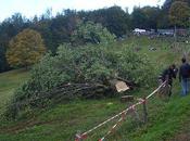 France #Rallye d'Alsace Loeb Richert, Buttner, Bockel Rottner Champions Monde