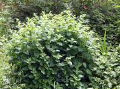 Plus faciles, mélisse lamier