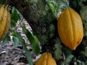 CONAC ouvre l'oeil filière cacao