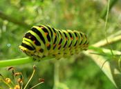 L'IMAGE JOUR: Chenille