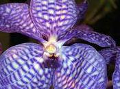L'orchidée vanda pourrait combattre vieillissement