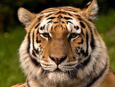 Bang mobilise pour sauver tigre Sibérie