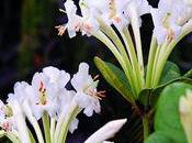 nouveau Rhododendron découvert