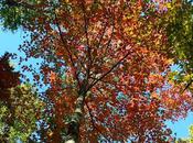 Couleurs d'Automne Rattlesnake Lodge