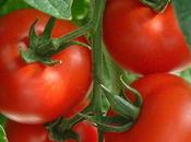 Bienfaits tomate votre santé
