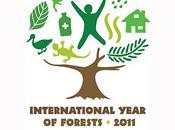 2011 Année international forêts