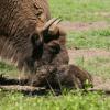 bébé bison visiter