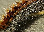 mésange, prédateur naturel chenilles