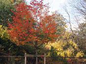 Amelanchier lamarckii