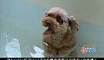 chien prend bain debout corneille videos