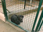 pétition internet pour sauver Refuge Bastia.