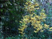 Rosa rugosa, couleurs d'automne