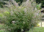 Campylotropis, suite