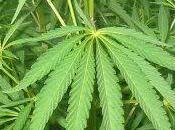 Cannabis: plante entre bien