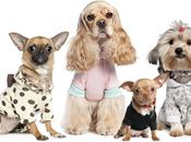 DSquared2 lance Couture!