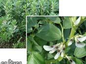 novembre 2010, jardin Roger Meschers