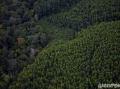 L’accord historique protection forêt indonésienne péril