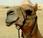 Camel cosmétiques sans tabac...mais lait