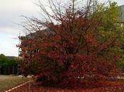 Parrotia persica