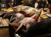 pitié pour thon rouge