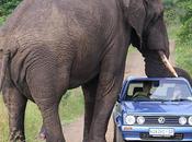 preuve éléphants n'aiment voitures