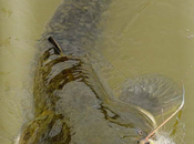 Flymage n°4, señor