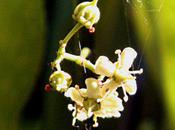 Euonymus kiautschovicus