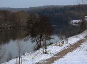 Neige forêt même au-delà