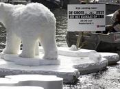 jour Ours Polaires arrivent Hollande [ONG]
