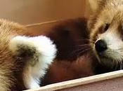 Mozilla adopté deux bébés Pandas Roux (Firefox), découvrez Live