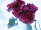Roses neiges
