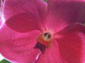 Conseils Wanda pour orchidées vanda