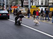 Sauvé gendarme!