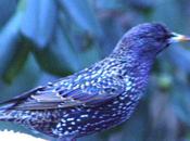 L'étourneau, quel tempérament