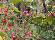 Euonymus europaeus