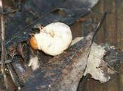 Larve Cetonia aurata