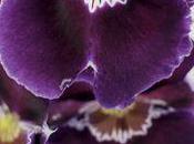 L'orchidée Miltonia