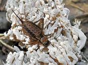 Quasi-invisible, stridulations trahissent présence!