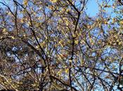 Chimonanthus praecox