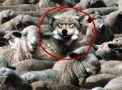 brebis enragent,les loups tremblent