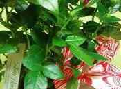 conseils pour votre rosier d'appartement