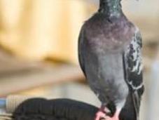 pigeon voyageur arrêté ailes pleines drogue