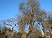 Fraxinus angustifolia