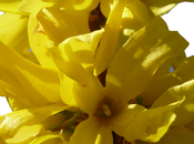 Bouquet Forsythias