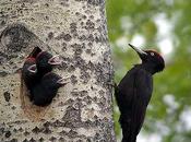 Noir l’oiseau l’année pour biodiversité