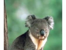 L'Australie, pays mega-diversité végétale animale
