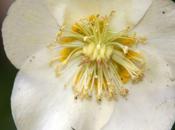 Helleborus niger, suite