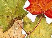 idiot janvier 2011 (indice n°12)